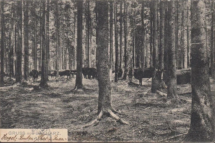 AK Gruss aus dem Harz, Kühe im Wald, gelaufen 1909