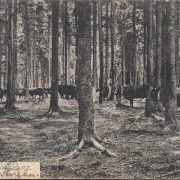 AK Gruss aus dem Harz, Kühe im Wald, gelaufen 1909