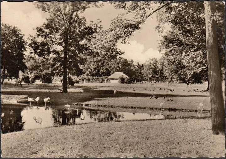 AK Berlin, Tierpark Berlin, Blick auf die Stelzvogelwiese, gelaufen 1962