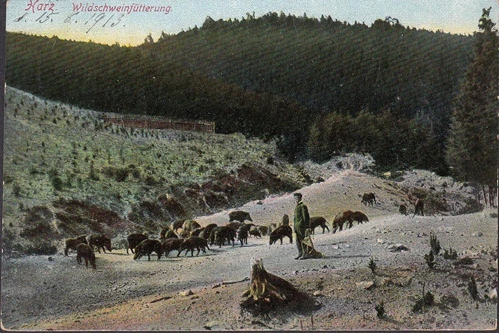 AK Wernigerode, Wildschweinfütterung, gelaufen 1913