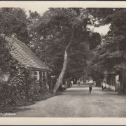 AK Neuglobsow, Straßenansicht, Allee, ungelaufen