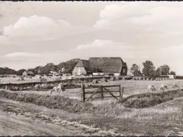 AK Nieblum auf Föhr, Bauernhöfe, gelaufen 1960