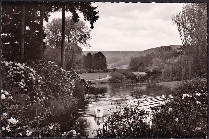 AK Bad Pyrmont, Im Kurpark, Schwan, ungelaufen