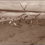 AK Prerow, Möwen am Strand, gelaufen 1929