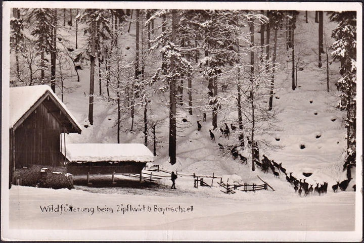 AK Bayrischzell, Wildtierfütterung beim Zipflwirt im Winter, Bahnpost, gelaufen 1955